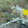 Fotografia 6 da espécie Chondrilla juncea do Jardim Botânico UTAD