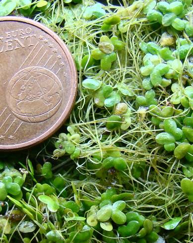 Fotografia de capa Lemna gibba - do Jardim Botânico