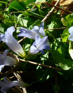 Fotografia 3 da espécie Wahlenbergia hederacea no Jardim Botânico UTAD