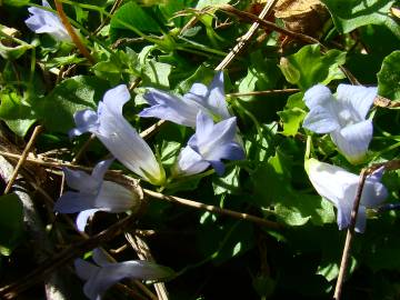 Fotografia da espécie Wahlenbergia hederacea