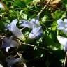 Fotografia 3 da espécie Wahlenbergia hederacea do Jardim Botânico UTAD