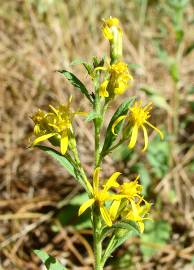 Fotografia da espécie Solidago virgaurea