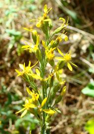 Fotografia da espécie Solidago virgaurea