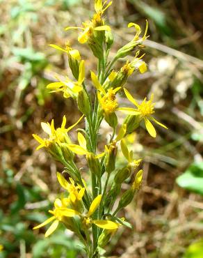 Fotografia 3 da espécie Solidago virgaurea no Jardim Botânico UTAD