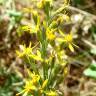 Fotografia 3 da espécie Solidago virgaurea do Jardim Botânico UTAD