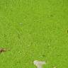 Fotografia 3 da espécie Lemna gibba do Jardim Botânico UTAD