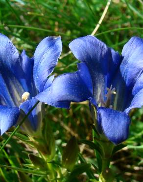 Fotografia 1 da espécie Gentiana pneumonanthe no Jardim Botânico UTAD