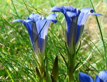 Fotografia da espécie Gentiana pneumonanthe