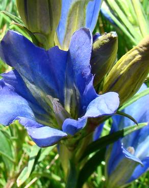 Fotografia 3 da espécie Gentiana pneumonanthe no Jardim Botânico UTAD