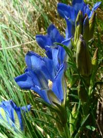 Fotografia da espécie Gentiana pneumonanthe