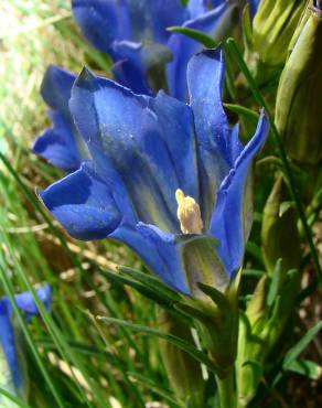 Fotografia 5 da espécie Gentiana pneumonanthe no Jardim Botânico UTAD