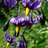 Fotografia 3 da espécie Solanum dulcamara do Jardim Botânico UTAD