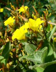 Hypericum elodes