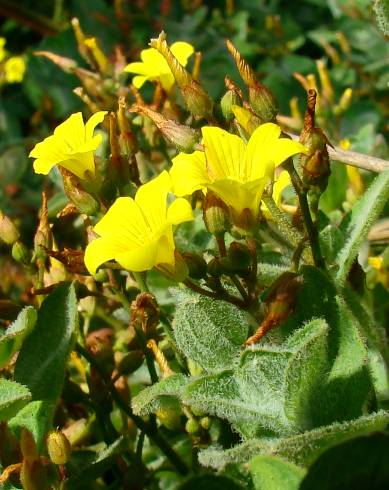 Fotografia de capa Hypericum elodes - do Jardim Botânico