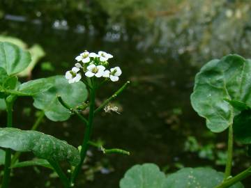 Fotografia da espécie Nasturtium officinale