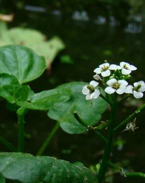 Fotografia 3 da espécie Nasturtium officinale no Jardim Botânico UTAD