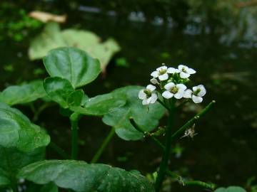 Fotografia da espécie Nasturtium officinale