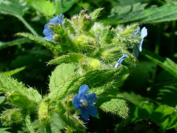 Fotografia da espécie Pentaglottis sempervirens