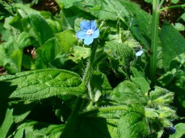 Fotografia da espécie Pentaglottis sempervirens