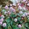 Fotografia 5 da espécie Polygonum capitatum do Jardim Botânico UTAD