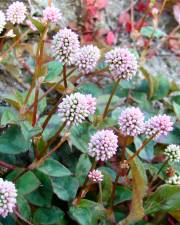 Fotografia da espécie Polygonum capitatum