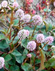 Polygonum capitatum