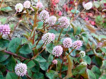 Fotografia da espécie Polygonum capitatum