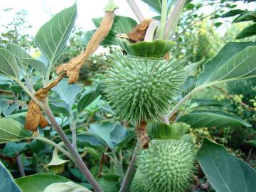 Fotografia da espécie Datura wrightii