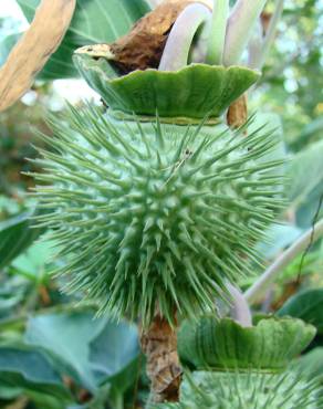 Fotografia 1 da espécie Datura wrightii no Jardim Botânico UTAD