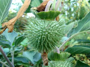 Fotografia da espécie Datura wrightii