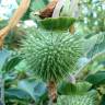 Fotografia 1 da espécie Datura wrightii do Jardim Botânico UTAD