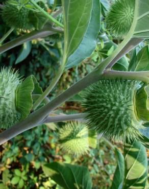 Fotografia 6 da espécie Datura wrightii no Jardim Botânico UTAD