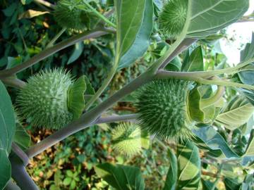 Fotografia da espécie Datura wrightii