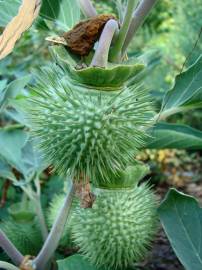 Fotografia da espécie Datura wrightii