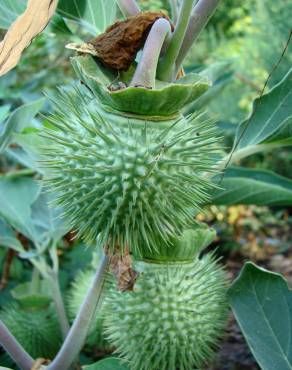 Fotografia 7 da espécie Datura wrightii no Jardim Botânico UTAD