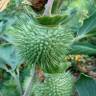 Fotografia 7 da espécie Datura wrightii do Jardim Botânico UTAD