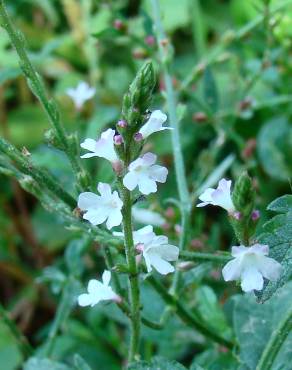 Fotografia 3 da espécie Verbena officinalis no Jardim Botânico UTAD