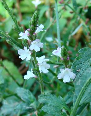 Fotografia 4 da espécie Verbena officinalis no Jardim Botânico UTAD