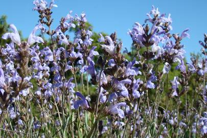 Fotografia da espécie Salvia lavandulifolia subesp. vellerea