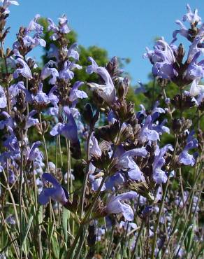 Fotografia 3 da espécie Salvia lavandulifolia subesp. vellerea no Jardim Botânico UTAD