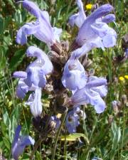 Fotografia da espécie Salvia lavandulifolia