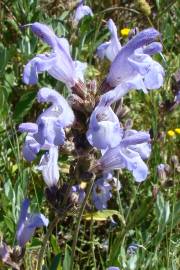 Fotografia da espécie Salvia lavandulifolia subesp. vellerea