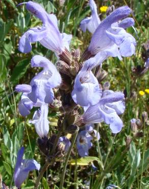 Fotografia 1 da espécie Salvia lavandulifolia subesp. vellerea no Jardim Botânico UTAD