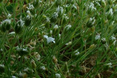 Fotografia da espécie Arenaria grandiflora subesp. incrassata