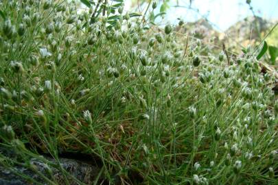 Fotografia da espécie Arenaria grandiflora subesp. incrassata