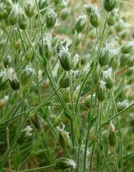 Arenaria grandiflora subesp. incrassata