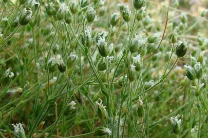 Fotografia da espécie Arenaria grandiflora subesp. incrassata