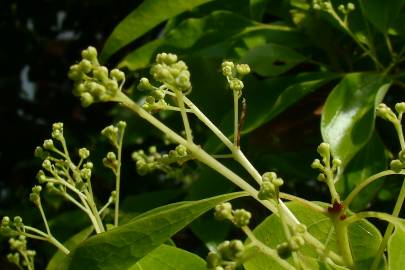 Fotografia da espécie Cinnamomum camphora