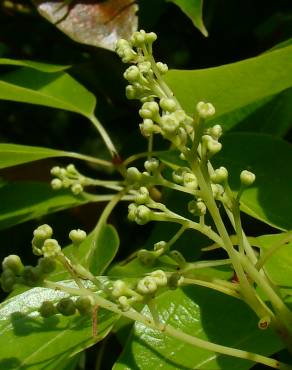Fotografia 7 da espécie Cinnamomum camphora no Jardim Botânico UTAD
