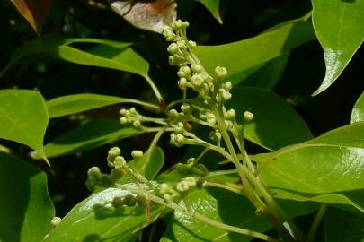 Fotografia da espécie Cinnamomum camphora